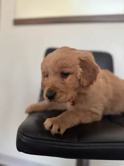 We are excited to announce that we have one male left. These adorable pups were born on January 24,...
