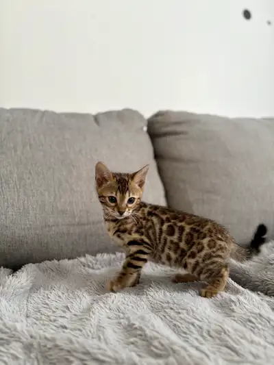 Bengal kittens , View more
