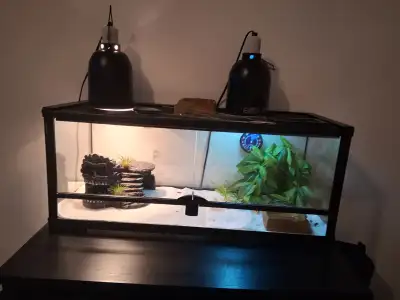 Leopard gecko with tank., View more