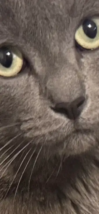 Russian blue  male cat.       Taking offers in Cats & Kittens for Rehoming in Oakville / Halton Region - Image 6