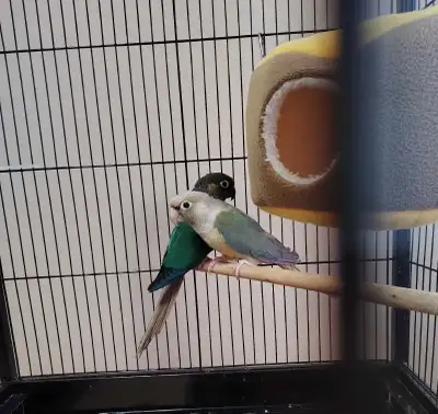 green cheek conure, View more
