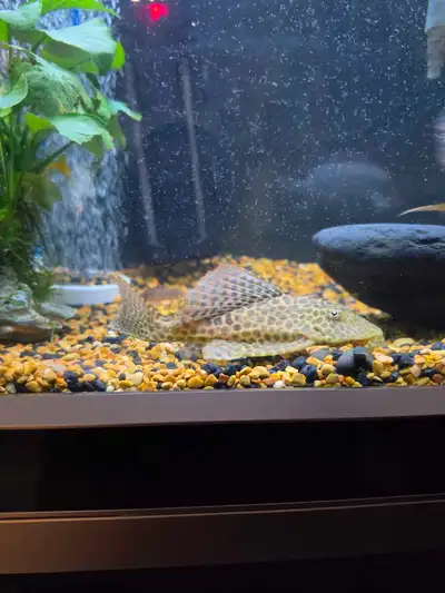 pleco commun , View more