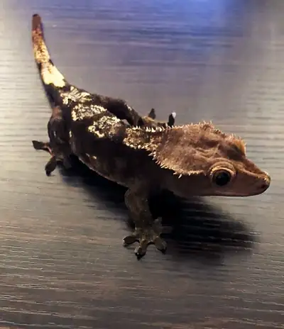 3 year old, proven breeder, and very easy to handle! He eats very well, he usually gets Pangea, some...