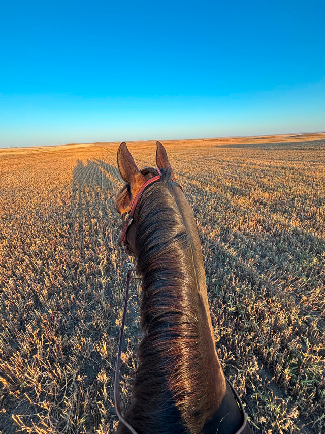 ISO- Beginner friendly trail horse in Horses & Ponies for Rehoming in Calgary