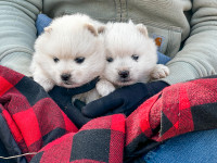 American Eskimo Puppies For Sale