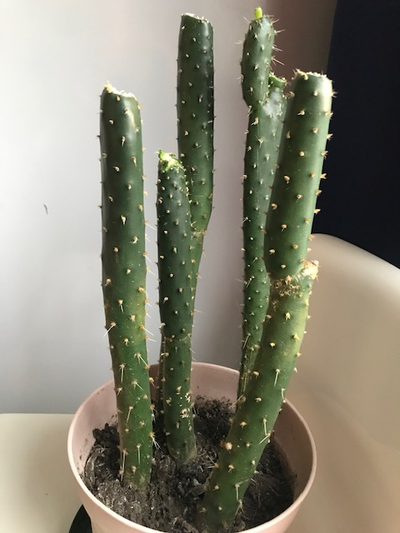Five prickly pear cactus plants for sale, View more