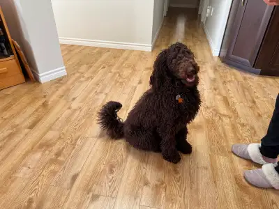 Standard Poodle, View more