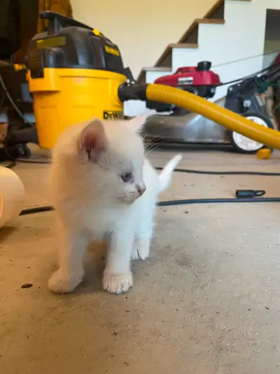 Chaton a vendre, View more