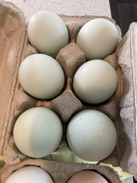 Americaunas eggs 