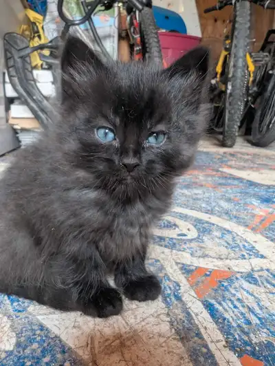 kittens for sale, View more