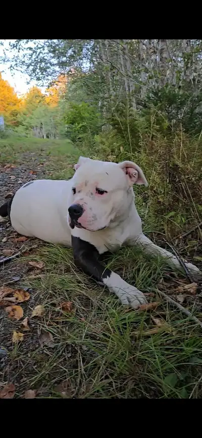 American Bulldog for rehoming, View more