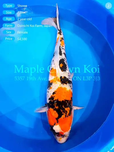 ✨ Dainichi Kirin | 72cm Female ✨, View more