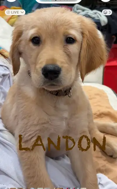 Birthday: November 17th 2025 (9 weeks old) ready to go now!! 1 boy & 1 girl left Red (female) - rese...