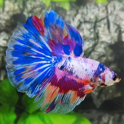 Bettas That Make a Statement! Elevate your aquarium with top-quality imported betta fish – vibrant,...