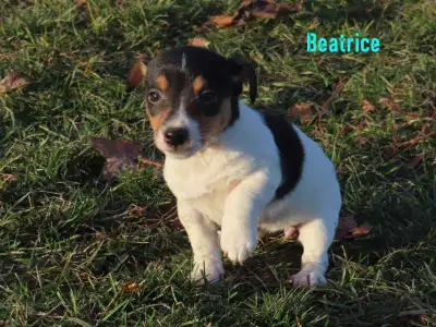 We have a beautiful litter of Jack Russel puppies ready for new homes. Best way to reach us is by te...