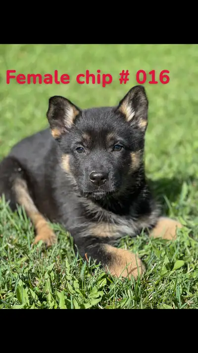 Beautiful Black and tan female puppies available We are pleased to be offering some amazing German s...