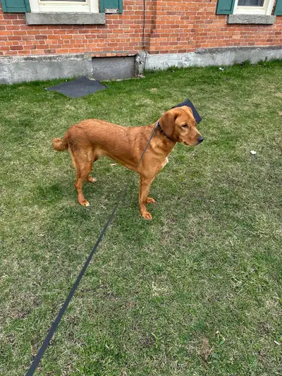 Need to rehome our dog please contact , View more