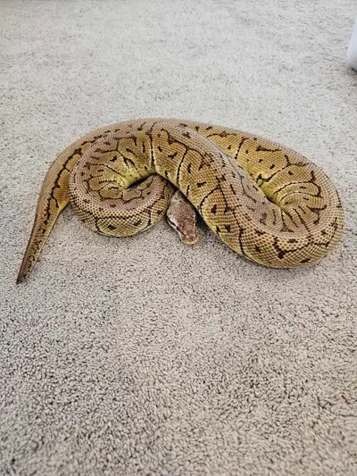 Ball Python for Sale, View more