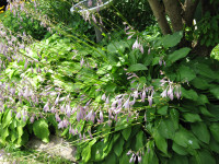 Hostas Perennials $5 (Richmond Hill)