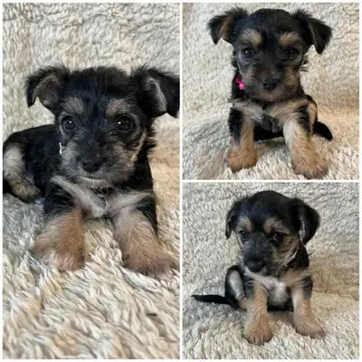 Yorkie/Shih tzu/Schnauzer Mix Puppies, View more