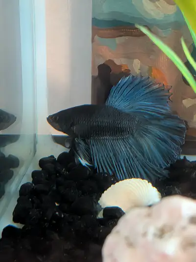 10gallon aquarium setup with Betta fish, View more