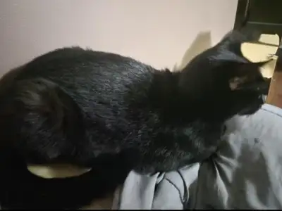 Belle cocotte de 1 ans Affectueuse et très adorable Elle s'appelle Rox Je doit m'en départir cause q...