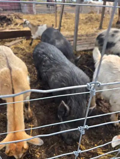 Juliana pigs for sale, View more