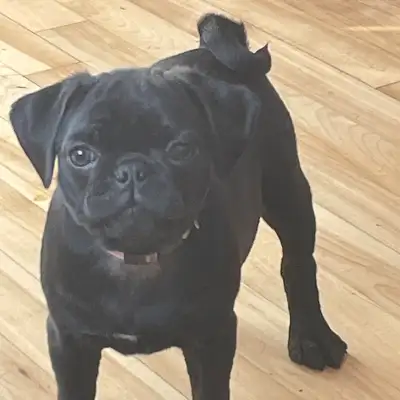 Pug puppy, View more