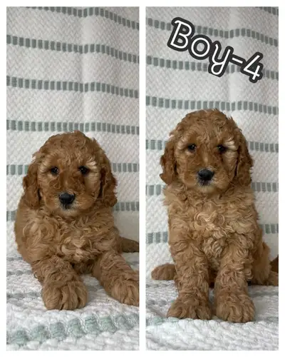 *1 boy is available We have 5 adorable F1B Mini Goldendoodle puppies looking for their forever homes...