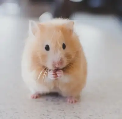 Small Animal Boarding , View more