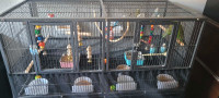 5 Budgies & Cage