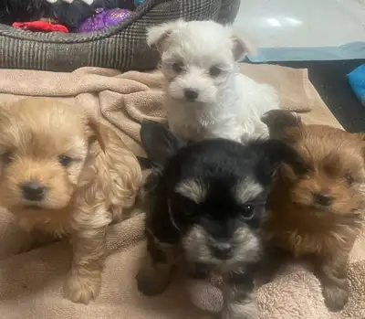 6 Adorable ❤️ Teddy Bear Yorkie Terrier / Biewer, View more