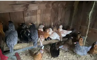Layer Pullets AVAILABLE, View more