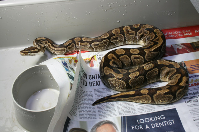 Breeder Ball Pythons in Reptiles & Amphibians for Rehoming in Mississauga / Peel Region - Image 4