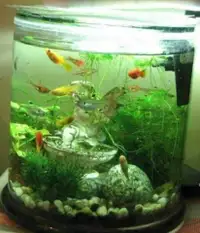 petits aquariums sympa avec de petit poisson, terrarium,...