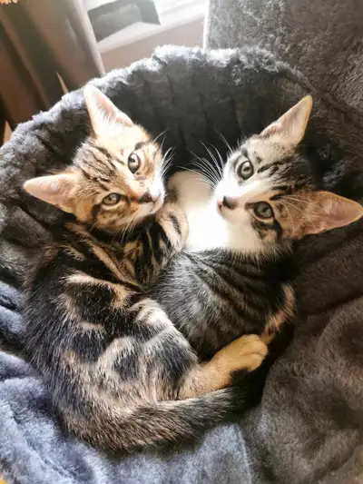 Chatons à vendre, View more