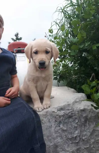 Golden Labrador Retriever Female Puppy 850 OBO, View more