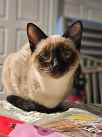 Seal Point Siamese Female/ 8 Months