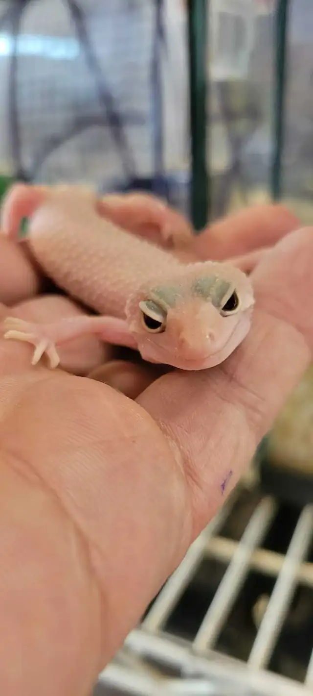 baby leopard geckos in Reptiles & Amphibians for Rehoming in Kawartha Lakes - Image 3