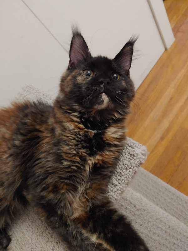 European Maine Coon Kittens From Registered Cattery Cats & Kittens for Rehoming Hamilton