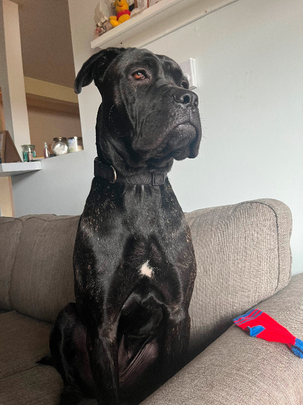 1 yr Old BRINDLED FEMALE CANE CORSO PUPPY in Dogs & Puppies for Rehoming in Oshawa / Durham Region - Image 2