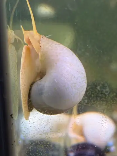 Mystery Snails - Gold & White, View more