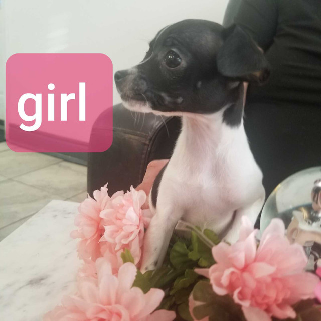 RATCHI: Purebred Toy Rat Terrier/Chihuhua  Puppy A Rare Find!  in Dogs & Puppies for Rehoming in Barrie - Image 3