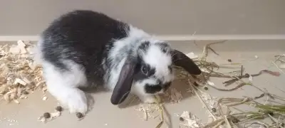 9 Bebes lapins Belier hollandains Nain Pret a Partir, View more