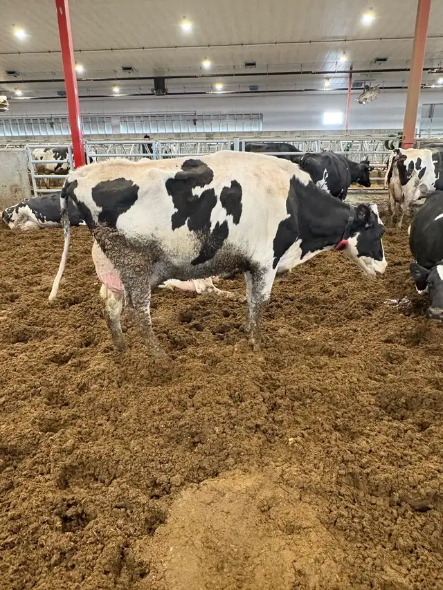 Nurse cow in Livestock in Lethbridge - Image 2