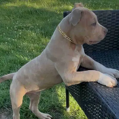 kash is looking for his forever home!, View more