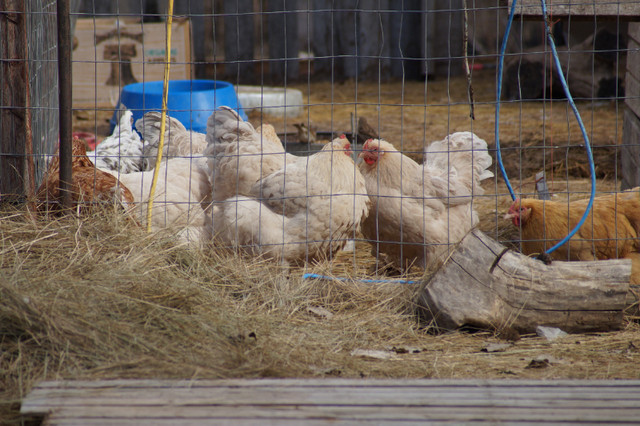 Orpington Hatching Eggs in Livestock in Portage la Prairie