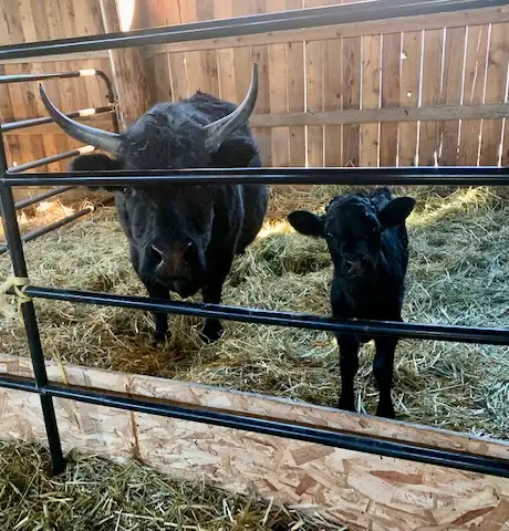 Dexter Bull Calf in Livestock in Cranbrook - Image 2
