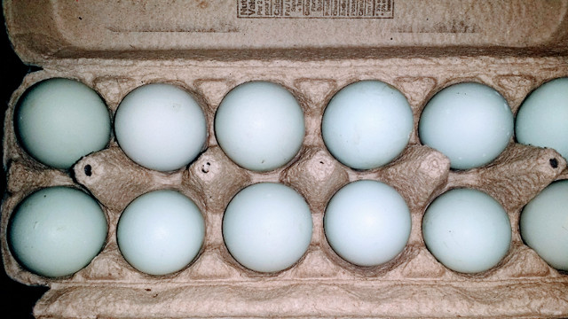 Ameraucana Hatching Eggs Shipped from VIG 4T9 in Livestock in Prince George - Image 4