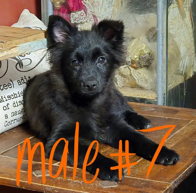 GOING FAST adorable, trained pups looking for new homes | Dogs ...